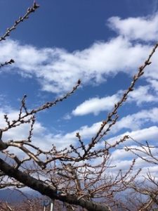 桃の花情報　日川